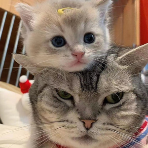 偷偷色无码av免费看
